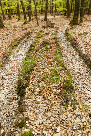 truck wheel track in the mud with mossの写真素材