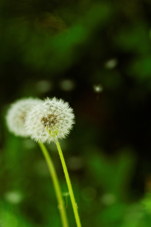 close-up of a dandelion flowerの写真素材
