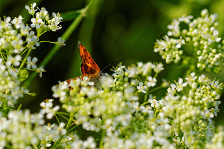 Close up photo of a butterfly on the white flowerの写真素材