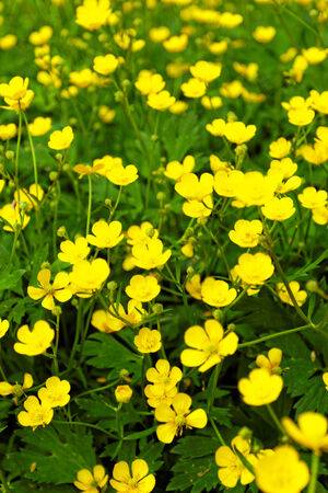 Close up photo lot of small yellow flowersの写真素材