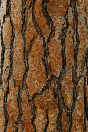 Photo of a long softwood pine trunkの写真素材