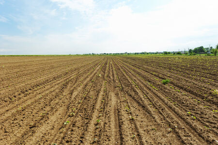 Photo of very young sunflower seedlings under the blue skyの写真素材