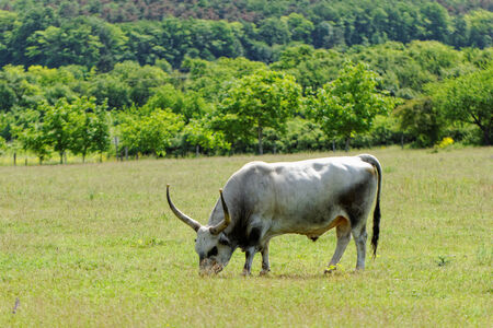 Ruminant Hungarian gray cattle bull on grassの写真素材
