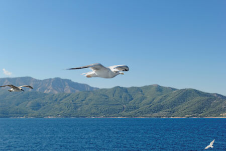 Close up photo of a seagull over the seaの写真素材
