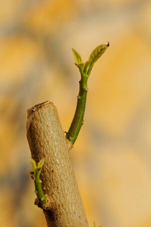 Close up photo of trumpet flower budsの写真素材