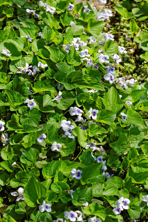 Beautiful photo lot of beautiful purple violetsの写真素材