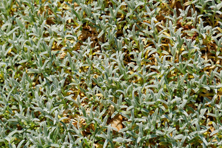 Close up photo of small garden plantsの写真素材