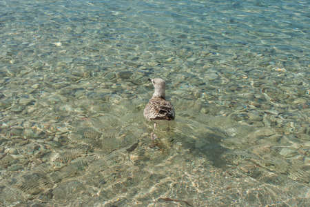 Photo of the beautiful sea in summerの写真素材