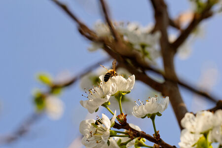 blossom tree with a bee pollination