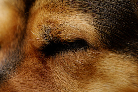 Close up photo of a rottweiler's eyeの写真素材
