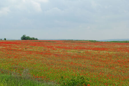 Huge red colored poppy fieldの写真素材
