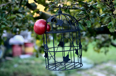 Apple escapes from the Cage