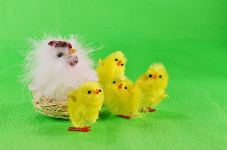 Yellow, fluffy Easter chicks with their mother hen.の写真素材