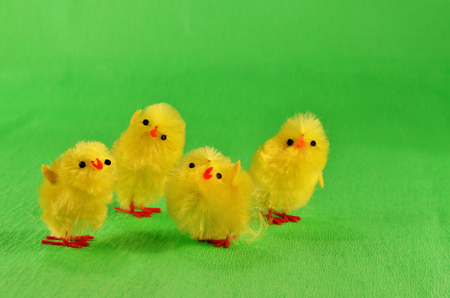 Four Easter chicksの写真素材