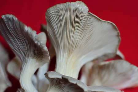 Oyster mushroomの写真素材