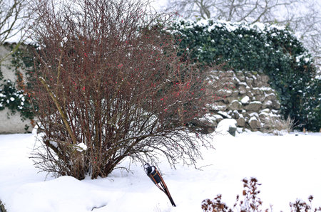 Our barberry in winter on the snowy gardenの写真素材
