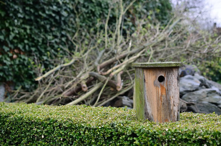 The birdhouse after  the winter on the hedge.の写真素材