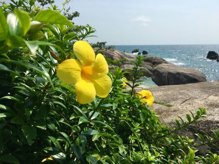 Yellow flower on a background of the seaの写真素材