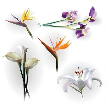 Set of spring flowers for design purposesのイラスト素材