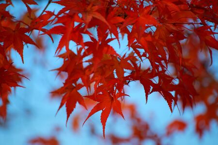 The Red leaf of autumn