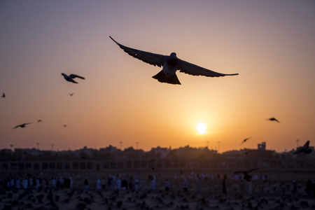 flock of pigeons flying in the air away from viewer. jannatul baqi madina munawara saudi arabiaの写真素材