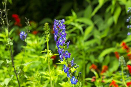 natural flower green background. Amazing nature view of purple flowers blooming in garden under sunlight at the middle of summer day. Spa concept.の写真素材