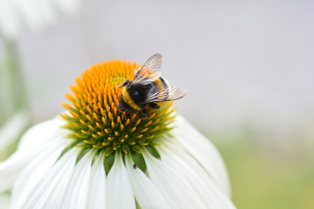 Close up of bumblebee on a white coneflower