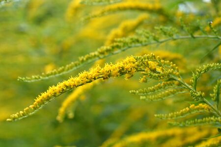 Close up of a Canada golderod flower - Latin name Solidago altissimaの写真素材