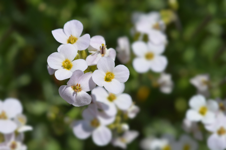 Close up of garden arabis (mountain rock cress) white flowers - Latin name - Arabis caucasicaの写真素材