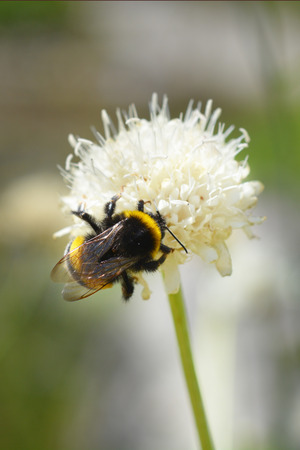 Close up of bumblebee on a white flowerの写真素材