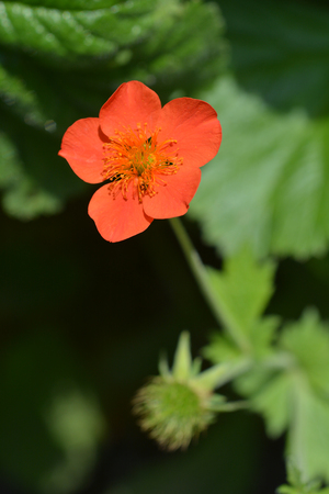 Dwarf orange avenes flower - Latin name - Geumm coccineumの写真素材