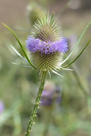 Close up of wild teasel flowerの写真素材