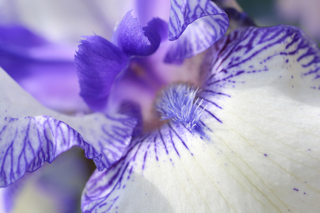 Close up of blue and white bearded iris flower - Latin name - Iris barbata elatior Blue staccatoの写真素材