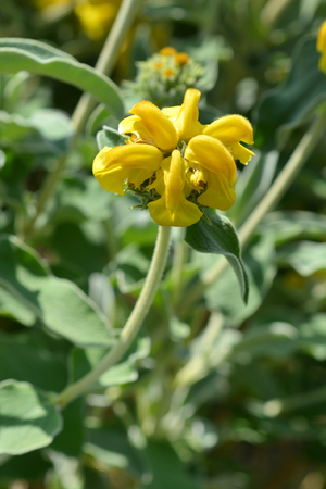 Jerusalem sage yellow flower - Latin name - Phlomis fruticosaの写真素材