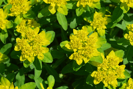Cushion spurge yellow flowers - Latin name - Euphorbia epithymoides