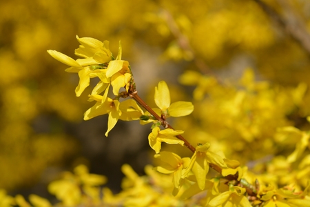 Close up of yellow forsythia flowers on a sunny spring dayの写真素材