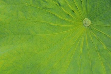 Green lotus leaf detail - Latin name - Nelumbo nucifera - abstract backgroundの写真素材