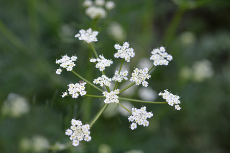 Cumin white flower - Latin name - Cuminum cyminumの写真素材