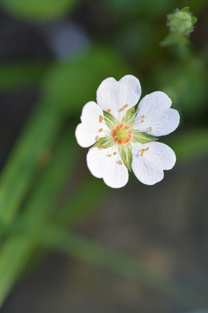 Close up rock cinquefoil white flower - Latin name Potentilla rupestrisの写真素材