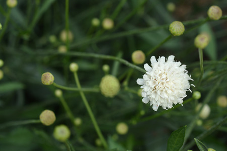 Giant scabious pale yellow flower - Latin name - Cephalaria leucantha