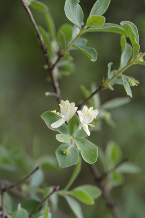 Small-leaved honeysuckle white flowers - Latin name - Lonicera microphyllaの写真素材