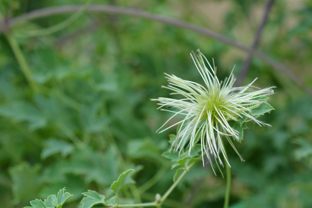 Golden Clematis feathery tufted seed head - Latin name - Clematis tangutica