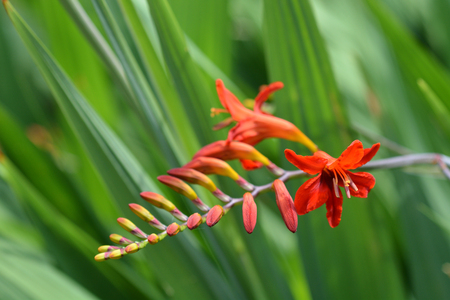 Montbretia Lucifer flower - Latin name - Crocosmia Luciferの写真素材