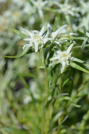 Edelweiss flower - Latin name - Leontopodium alpinumの写真素材