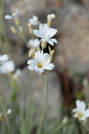 Endemic white flower - Latin name - Cerastium dinaricumの写真素材