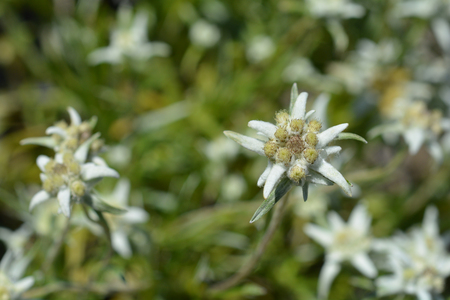 Edelweiss flower - Latin name - Leontopodium alpinumの写真素材