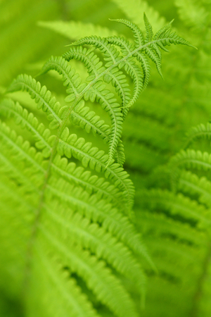Ostrich fern leaves - Latin name - Matteuccia struthiopterisの写真素材