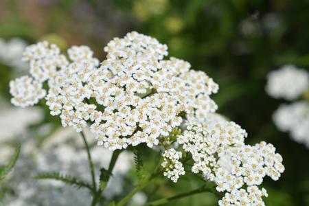 Mountain yarrow white flower - Latin name - Achillea collinaの写真素材