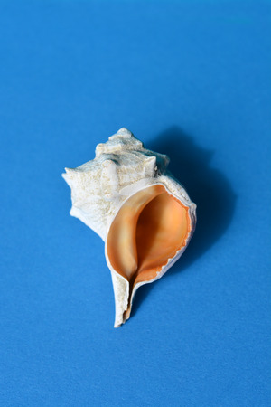 Empty sea snail shell on a blue paper background (Latin name - Hexaplex trunculus)