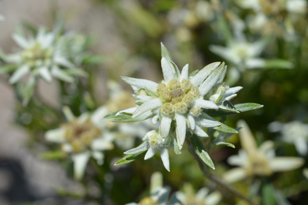 Edelweiss flower - Latin name - Leontopodium alpinumの写真素材